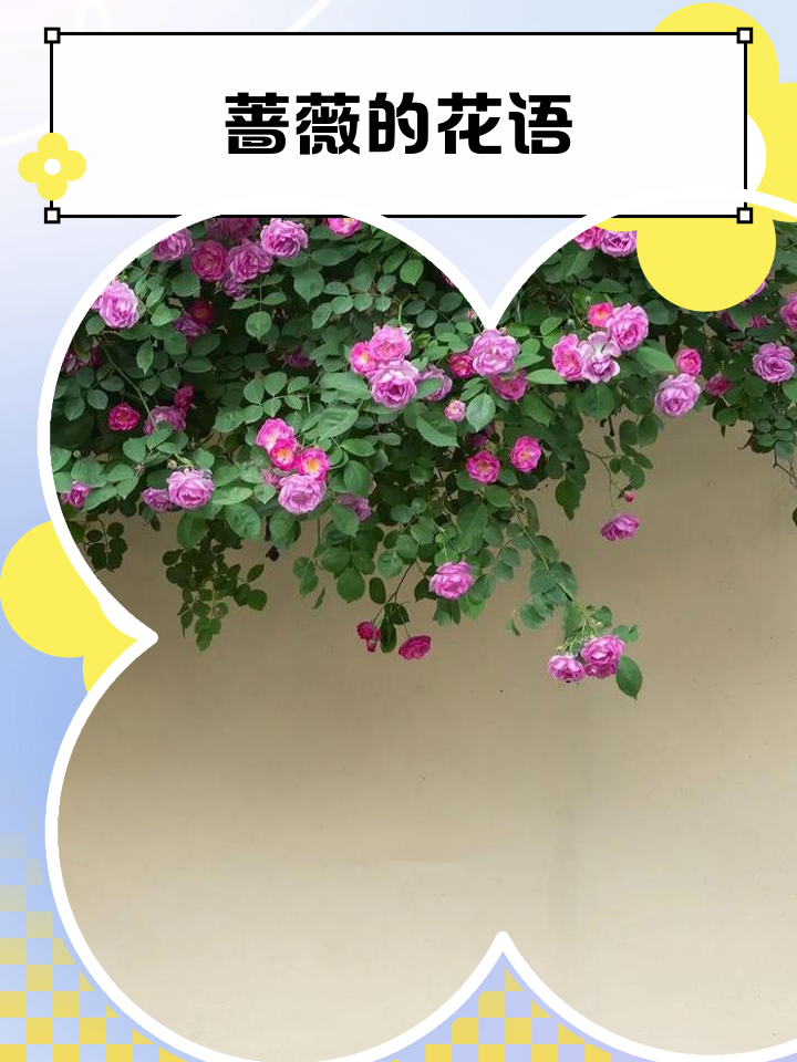 蔷薇花语寓意
